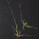 Digitaria ischaemum অন্যান্য