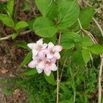 Weigela floridaBlad