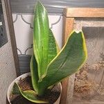 Sansevieria hyacinthoidesLapas