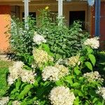 Hydrangea paniculataКветка