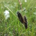 Carex saxatilis Kvet