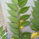 Koelreuteria bipinnata 葉