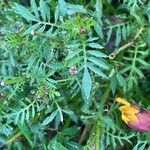 Tagetes erecta 葉