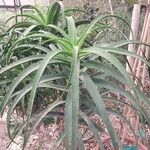 Aloe pluridens Yaprak