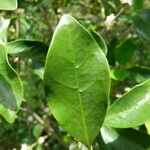 Coffea mauritiana 葉