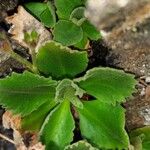 Primula hirsuta Hoja