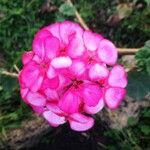 Pelargonium zonale Квітка