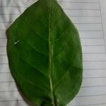 Tabebuia rosea Leaf