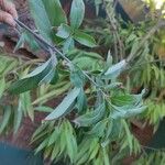 Barleria observatrix Leaf