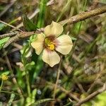 Schultesia guianensis Flower