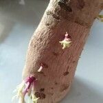 Ipomoea batatas പുറംതൊലി