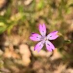 Petrorhagia dubia Λουλούδι