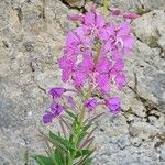 Epilobium angustifoliumKukka