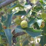 Berberis higginsiae Fruit