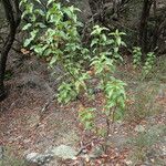 Cistus populifolius Natur