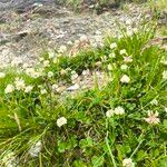 Trifolium pallescens Blomst