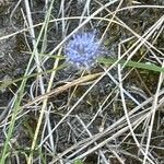 Jasione montanaCvet