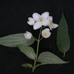 Philadelphus tomentosus आदत