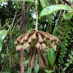 Marcgravia umbellata Flor