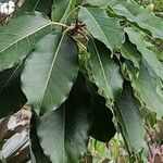 Ficus virens Feuille