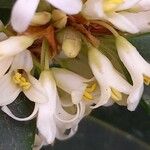 Osmanthus fragrans Λουλούδι
