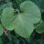 Kedrostis leloja Leaf