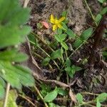 Hypericum humifusumFlor