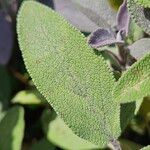 Salvia officinalis Leaf