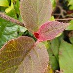 Actinidia chinensis Blad