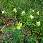 Potentilla rectaFlower