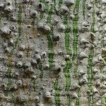 Ceiba pentandra Bark