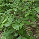 Vaccinium stamineum Leaf