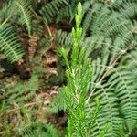 Erica arborescens Leaf