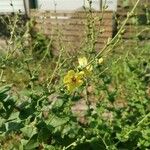 Verbascum sinuatum Λουλούδι