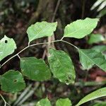 Angylocalyx pynaertii Leaf