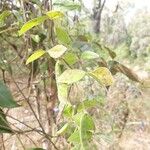 Macrotyloma axillare Leaf