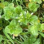 Cerastium glomeratum Blatt