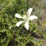Turraea mombassana Λουλούδι