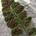 Asplenium petrarchae 葉