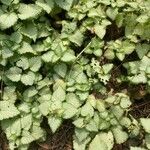 Lamium maculatum 葉