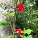 Salvia darcyiFlower