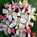 Skimmia japonica Blomst