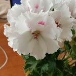 Pelargonium x hybridum Flower