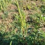 Amaranthus powellii Leaf