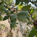 Quercus ithaburensis Leaf