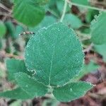 Rubus vestitus Blatt