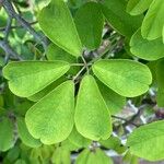 Akebia quinata 葉