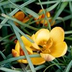 Crocus chrysanthus Květ