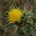 Centaurea melitensis Цвят