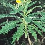 Sonchus congestus Habitus